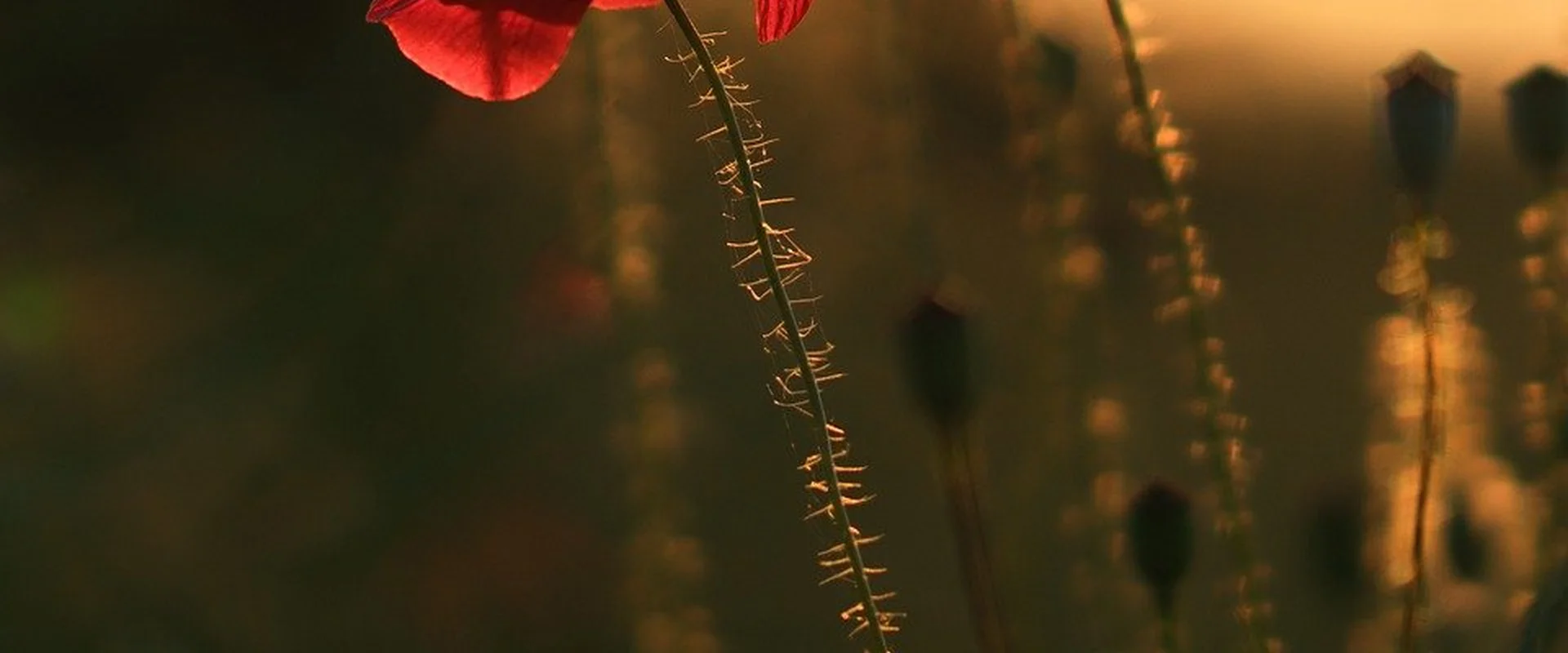 必赢亚洲PG电子